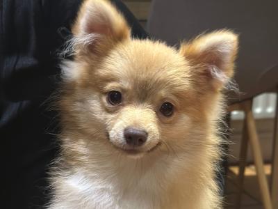 Male fawn Pomeranian puppy 6 months old in Cork