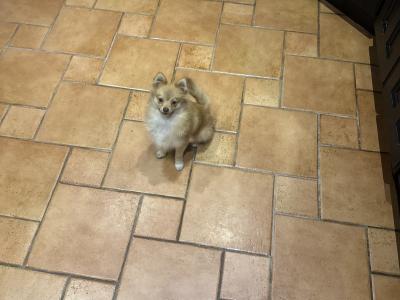 Male Fawn Pomeranian puppy in Cork
