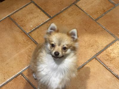 Male Fawn Pomeranian puppy in Cork