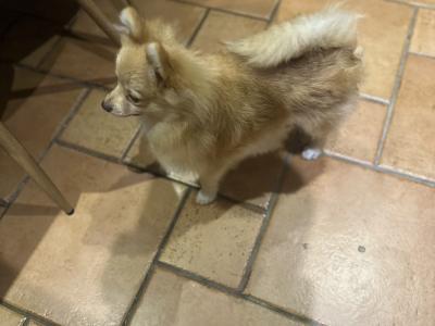 Male Fawn Pomeranian puppy in Cork