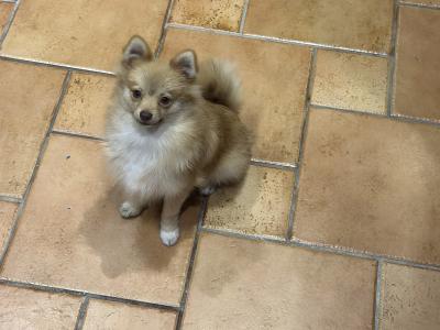 Male Fawn Pomeranian puppy in Cork