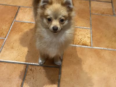 Male Fawn Pomeranian puppy in Cork