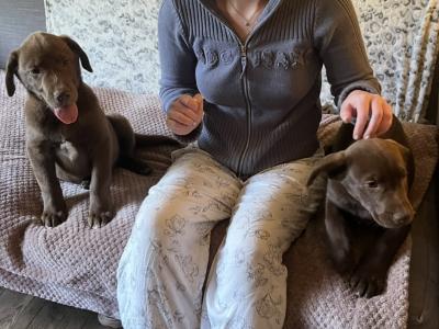 Stunning Huskador (Siberian Husky x Labrador) puppies for sale in Limerick to the Best Homes!