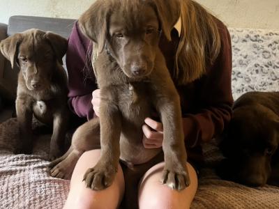 Stunning Huskador (Siberian Husky x Labrador) puppies for sale in Limerick to the Best Homes!