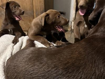 Stunning Huskador (Siberian Husky x Labrador) puppies for sale in Limerick to the Best Homes!