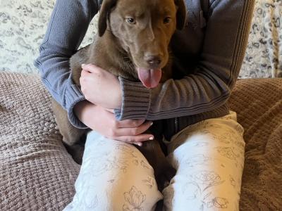 Stunning Huskador (Siberian Husky x Labrador) puppies for sale in Limerick to the Best Homes!