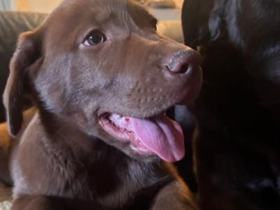 Stunning Huskador (Siberian Husky x Labrador) puppies for sale in Limerick to the Best Homes!