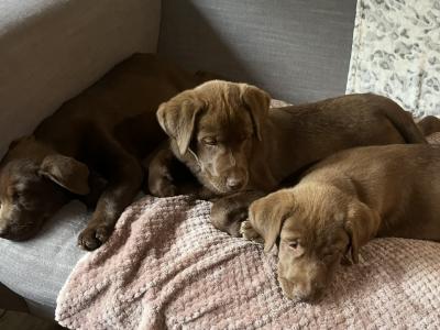 Stunning Huskador (Siberian Husky x Labrador) puppies for sale in Limerick to the Best Homes!