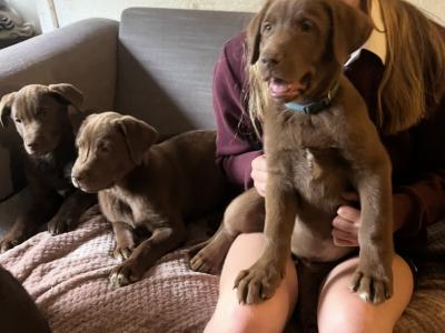 Stunning Huskador (Siberian Husky x Labrador) puppies for sale in Limerick to the Best Homes!