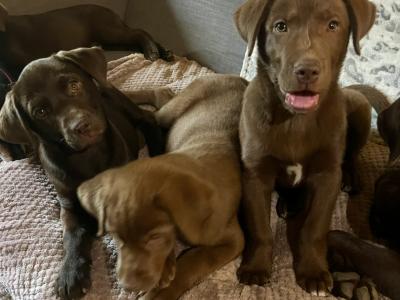 Stunning Huskador (Siberian Husky x Labrador) puppies for sale in Limerick to the Best Homes!