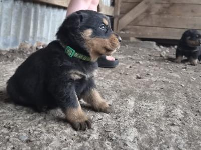 Rottweiler puppies in Wicklow
