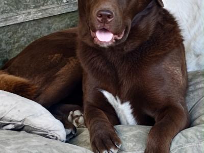 Stunning Huskador (Siberian Husky x Labrador) puppies for sale in Limerick to the Best Homes!