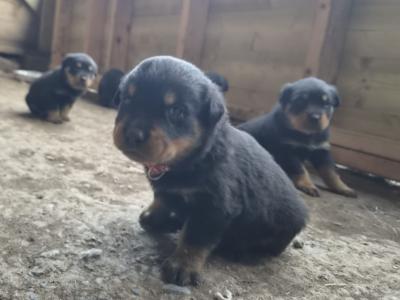 Rottweiler puppies in Wicklow