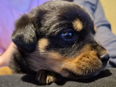 Rottweiler puppies in Wicklow