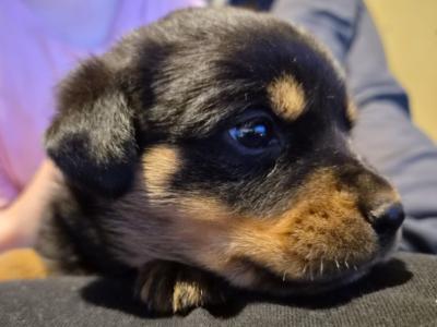 Rottweiler puppies in Wicklow