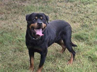 Rottweiler puppies in Wicklow