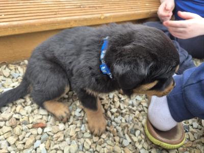 Rottweiler puppies in Wicklow