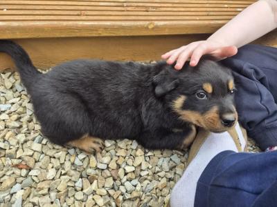 Rottweiler puppies in Wicklow