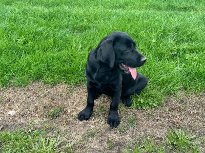 Gorgeous Black Labrador puppies in Tipperary