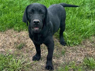 Gorgeous Black Labrador puppies in Tipperary