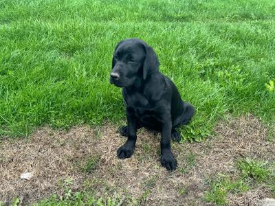 Gorgeous Black Labrador puppies in Tipperary