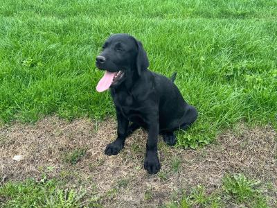 Gorgeous Black Labrador puppies in Tipperary