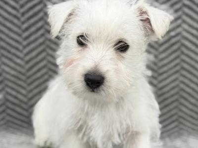 West Highland Terrier puppies in Meath
