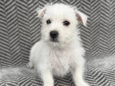 West Highland Terrier puppies in Meath