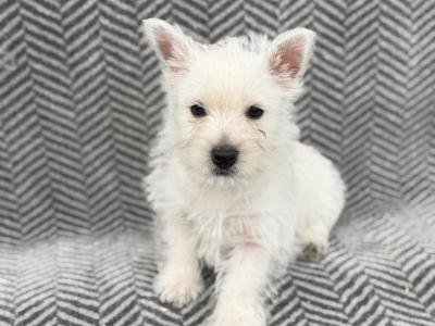 West Highland Terrier puppies in Meath