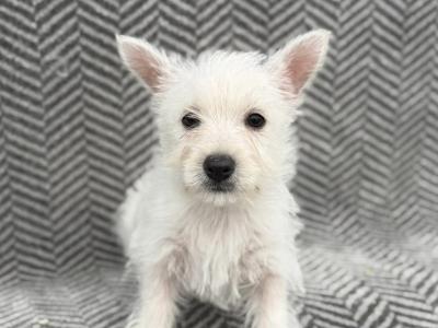 West Highland Terrier puppies in Meath