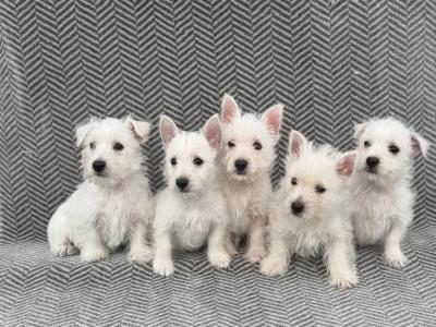 West Highland Terrier puppies in Meath