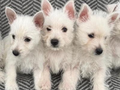 West Highland Terrier puppies in Meath