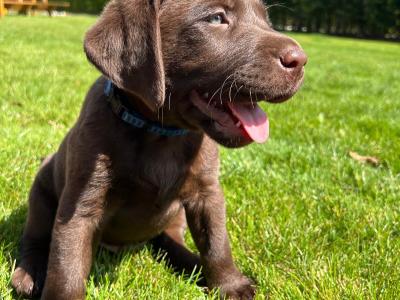 Labrador Chocolate intelligent working breed IKC pending