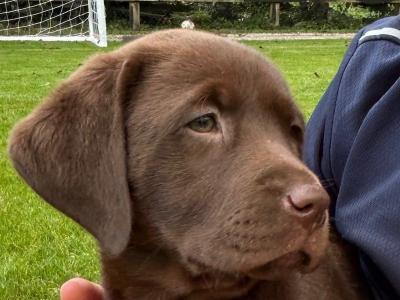 Labrador Chocolate intelligent working breed IKC pending