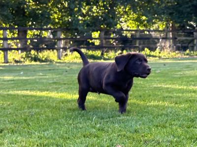 Labrador Chocolate intelligent working breed IKC pending