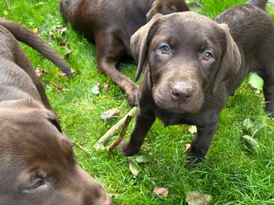 IKC Registered (pending) Chocolate Labrador puppies in Cork - intelligent working breed
