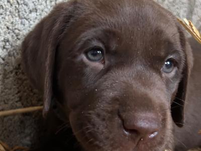 Labrador Chocolate intelligent working breed IKC pending