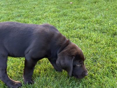 Labrador Chocolate intelligent working breed IKC pending