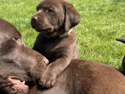 Labrador Chocolate intelligent working breed IKC pending