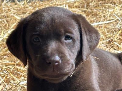 Labrador Chocolate intelligent working breed IKC pending