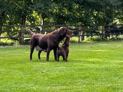 Labrador Chocolate intelligent working breed IKC pending