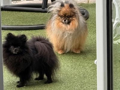 3 Pomeranians