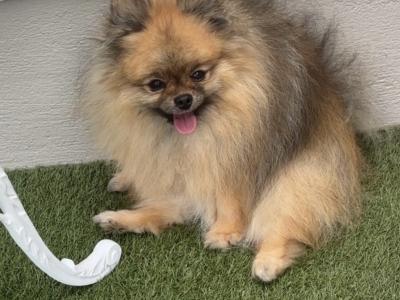 3 Pomeranians