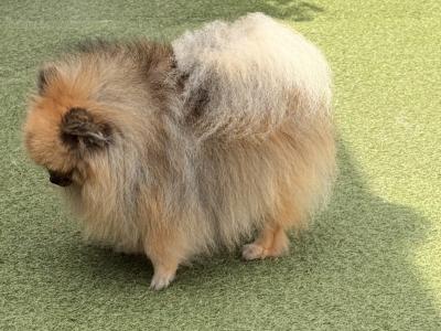 3 Pomeranians