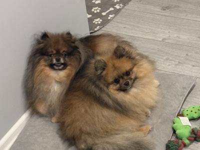 3 Pomeranians