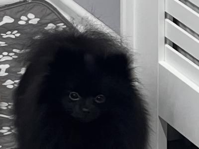 3 Pomeranians