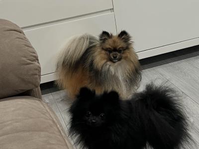 3 Pomeranians