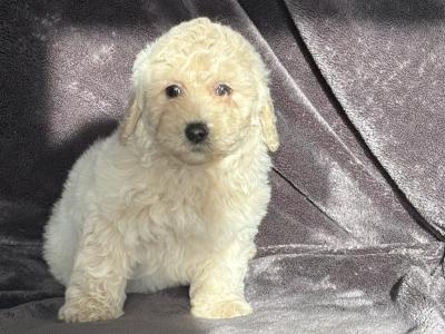 Poochon puppies