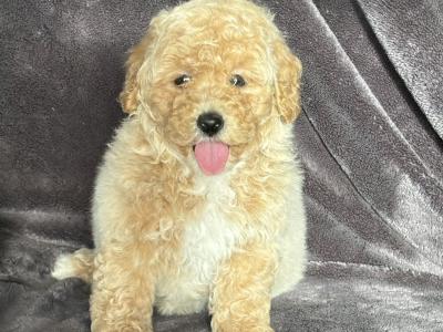 Poochon puppies
