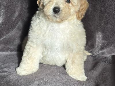 Poochon puppies